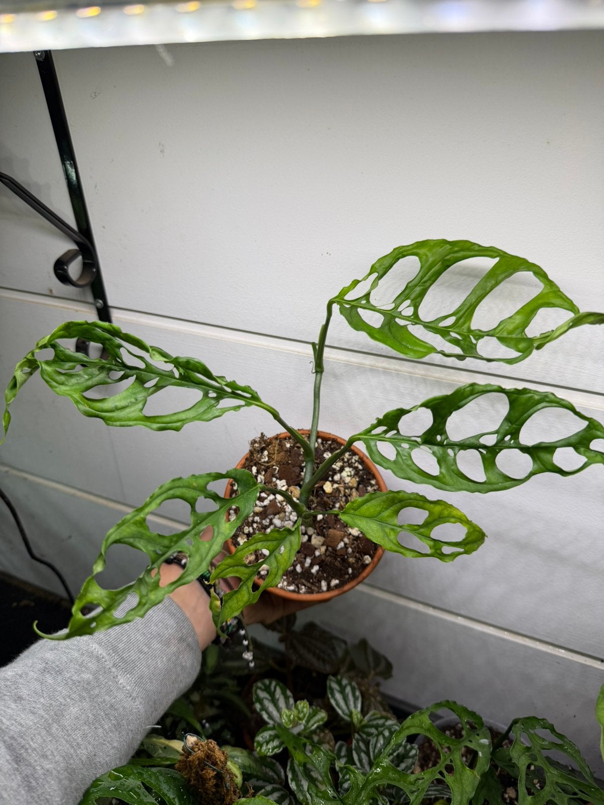 Monstera obliqua peru, Autres espèces, En pot, Moins de 100 cm, Plante verte