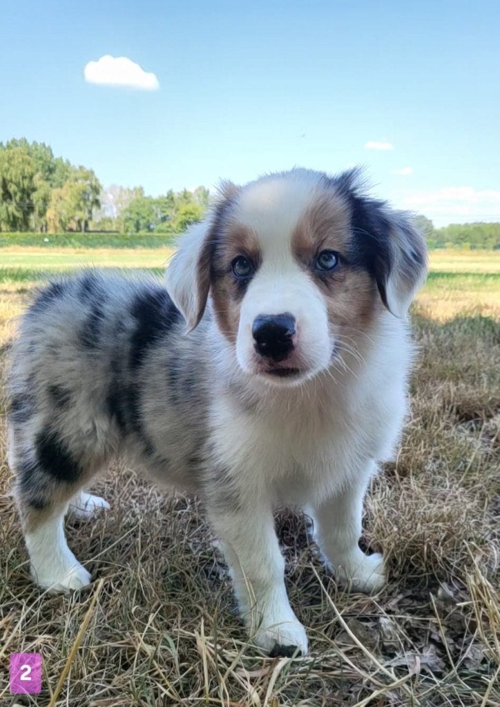 Australische herder pup / Australian Shepherd / Aussi pup, Dieren en Toebehoren, Parvo, België, 8 tot 15 weken, Meerdere