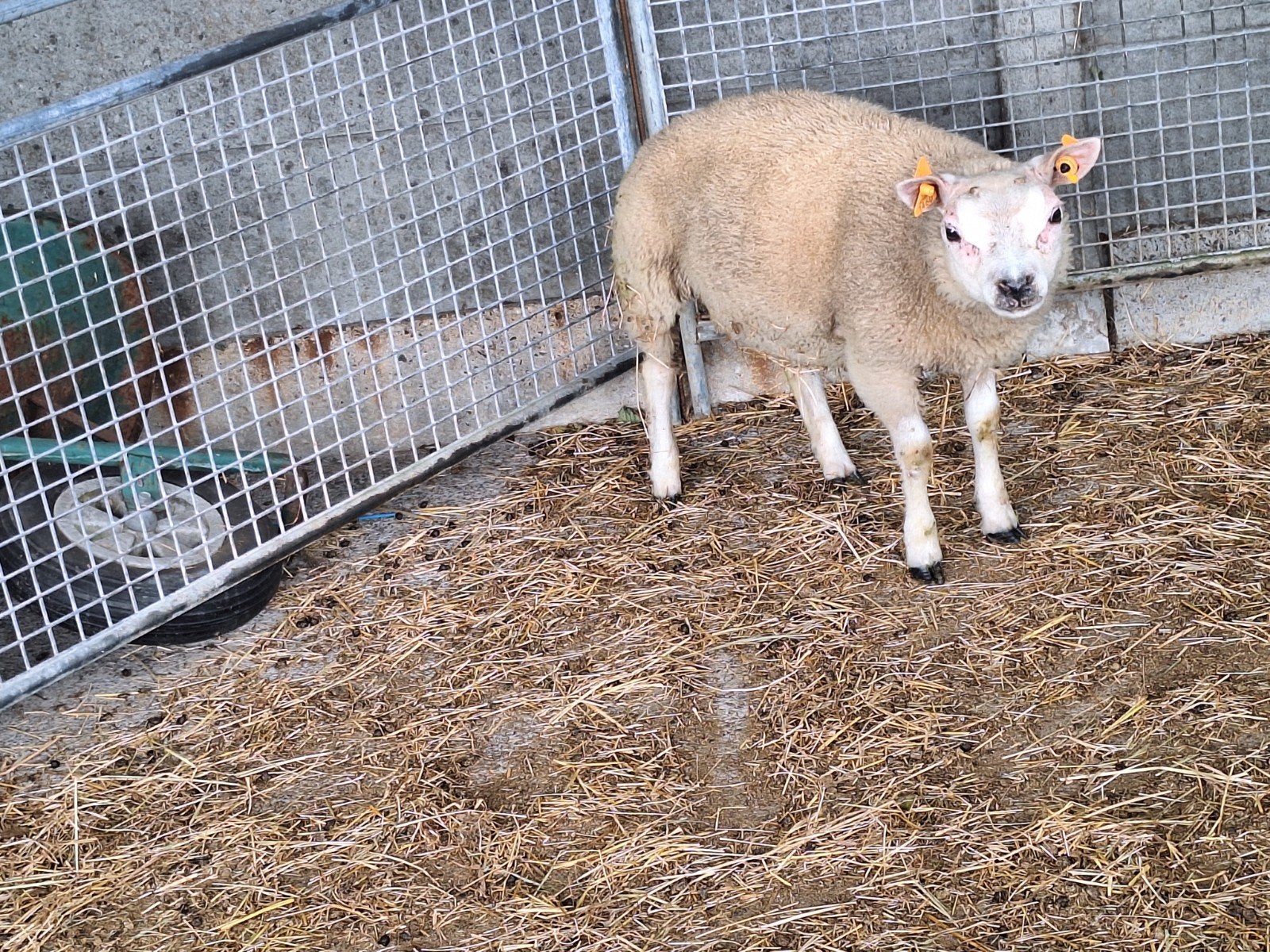 2 texel bokjes, Dieren en Toebehoren