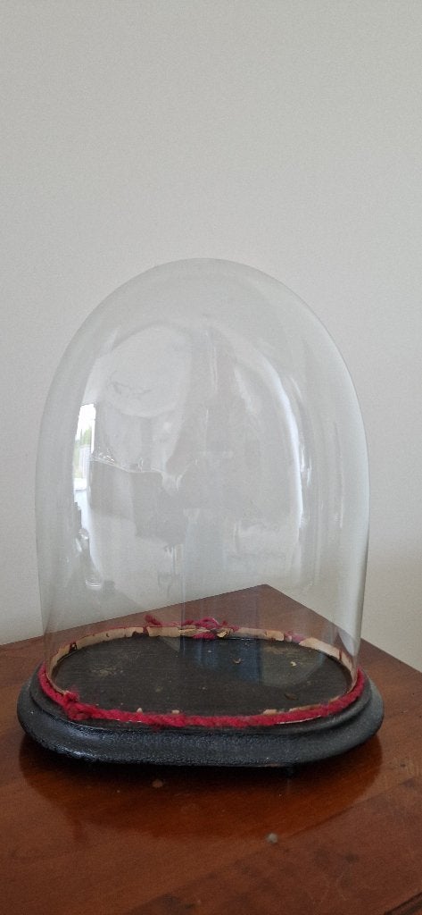 Glazen stolp, Antiek en Kunst, Ophalen