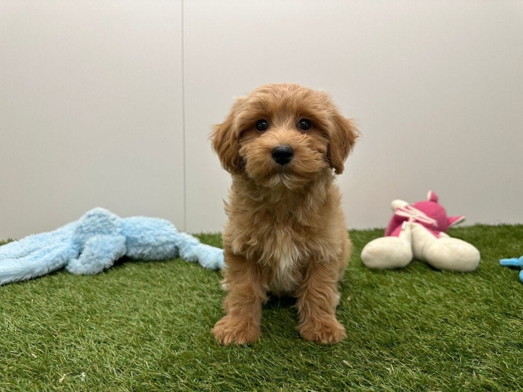 Chiots Maltipoo