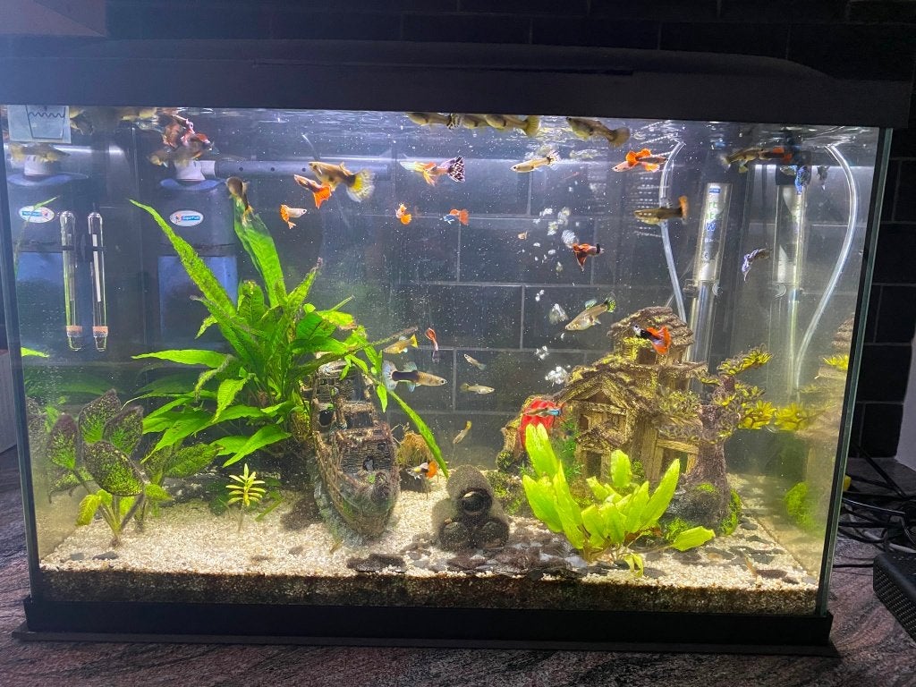 Aquarium Start 70 Tropical Kit, Ophalen, Gebruikt, Leeg aquarium, Verwarming