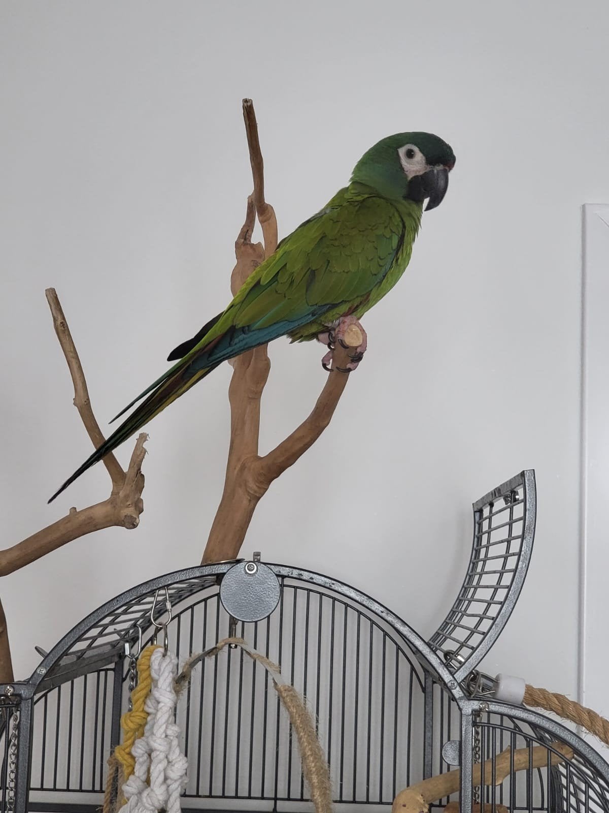 Perroquet Ara, Animaux & Accessoires, Perroquet