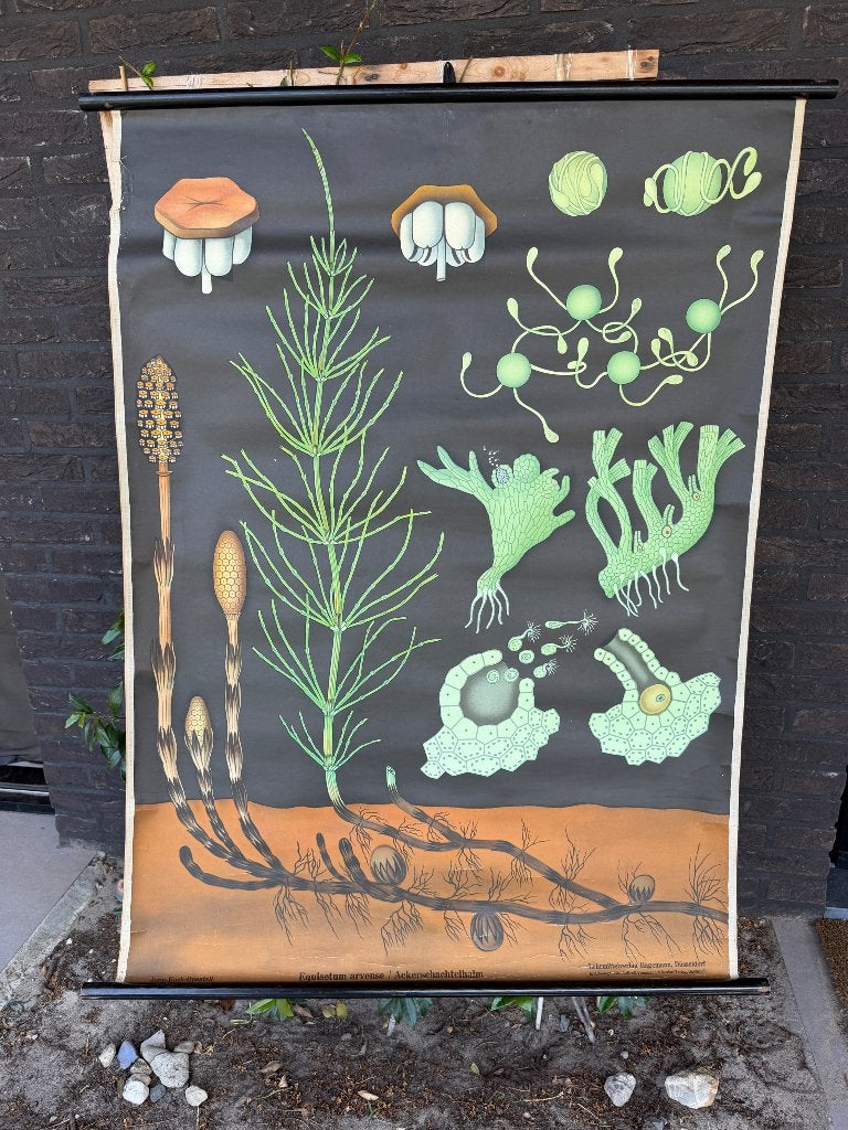 Oude Vintage Schoolkaart “Bloem” - Jung-Koch-Quentell, Antiek en Kunst, Verzenden