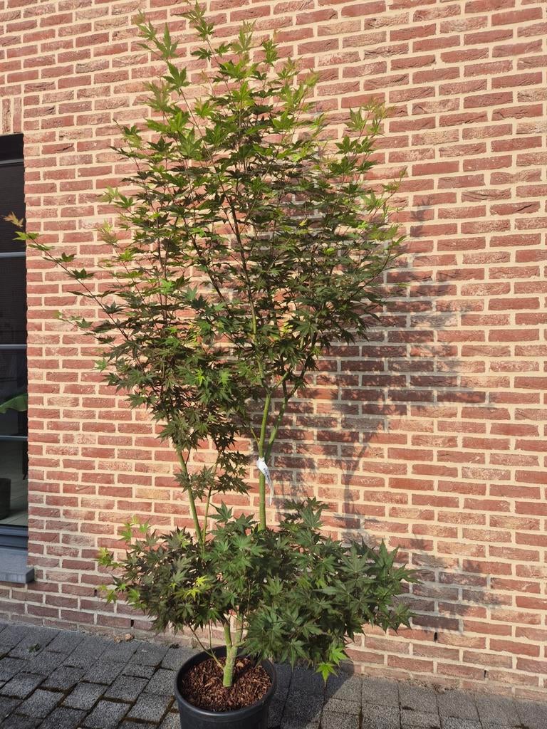 Acer palmatum Red Wine, Tuin en Terras, Planten | Bomen, Ophalen