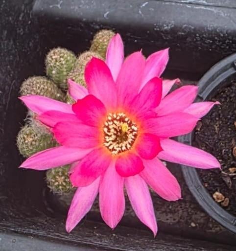 3 espèces de cactus Chamaecereus à floraison abondante, Enlèvement ou Envoi, Cactus