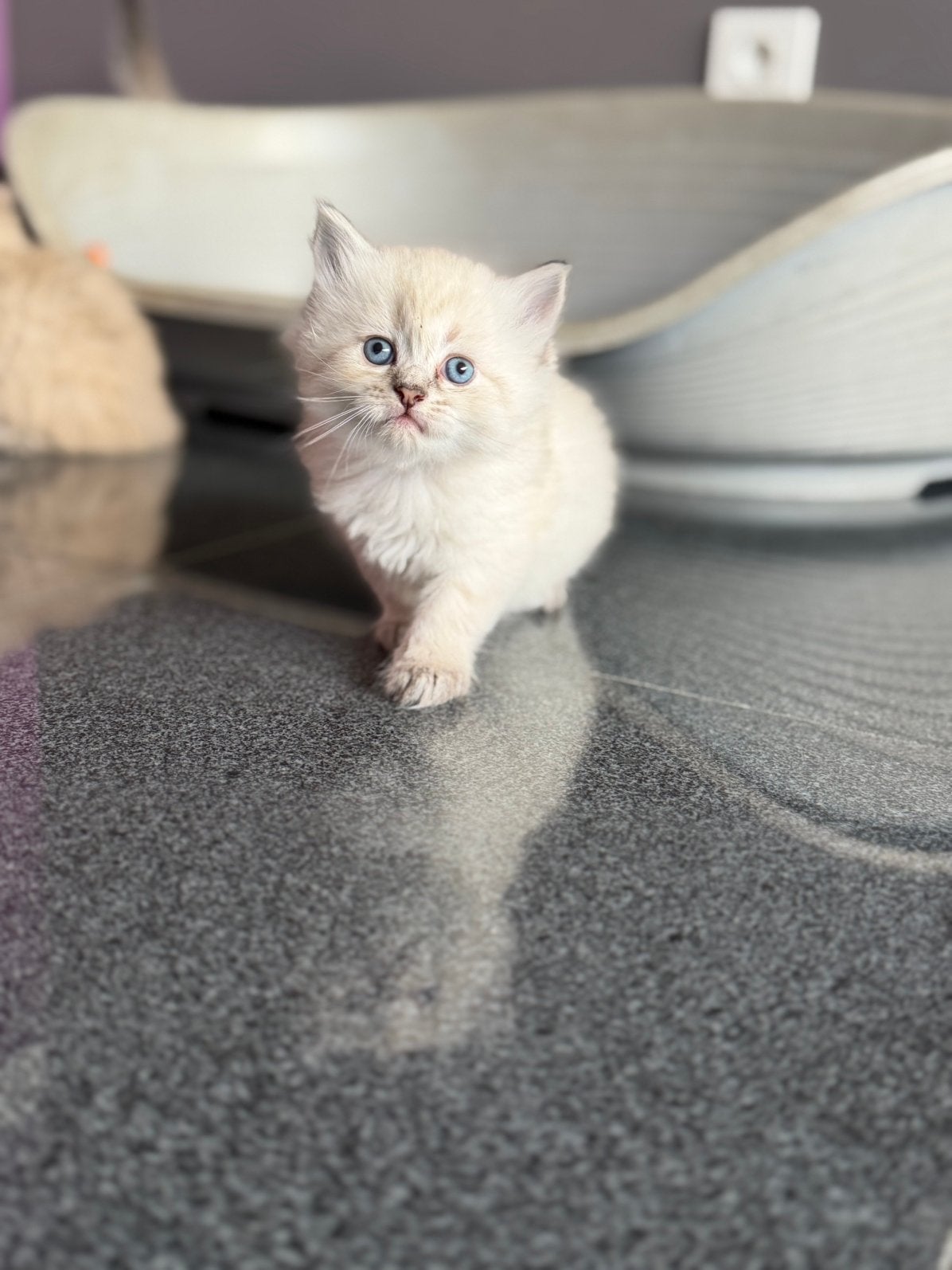 Ragdoll kittens, Dieren en Toebehoren, Kater, Gechipt, 0 tot 2 jaar