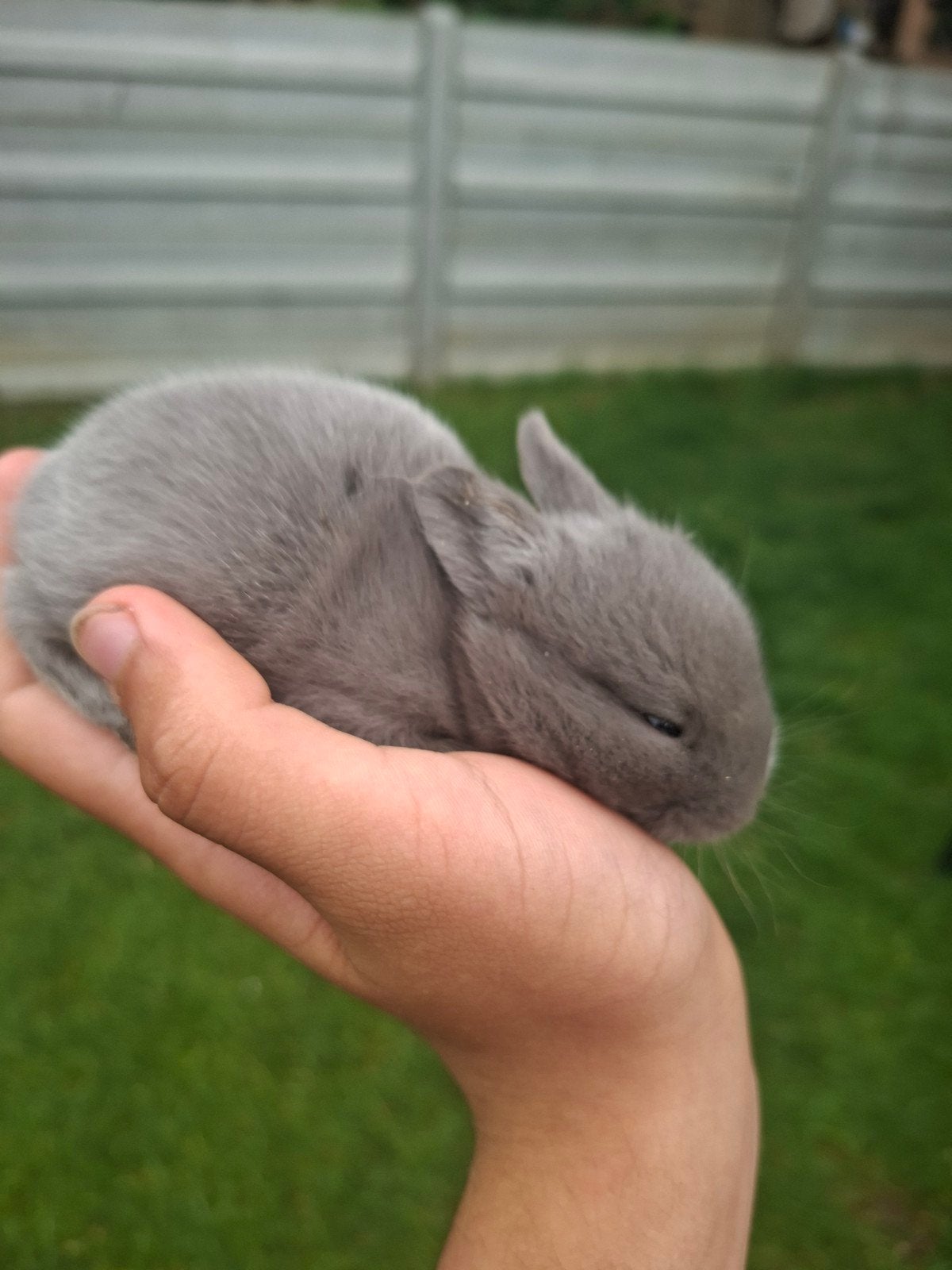 Lapin bébé (lapereaux) a vendre nain, Sexe inconnu, Nain, 0 à 2 ans