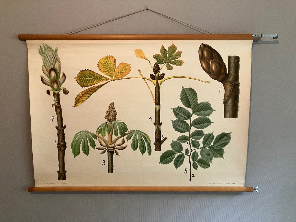 Schoolplaat Chr. Cato - Kastanje 72x107cm, Antiquités & Art, Antiquités | Cartes scolaires, Enlèvement