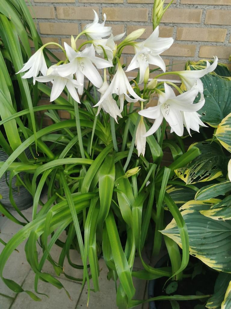 Crinum (Haaklelie), Tuin en Terras, Ophalen, Voorjaar, Halfschaduw, Bloembol