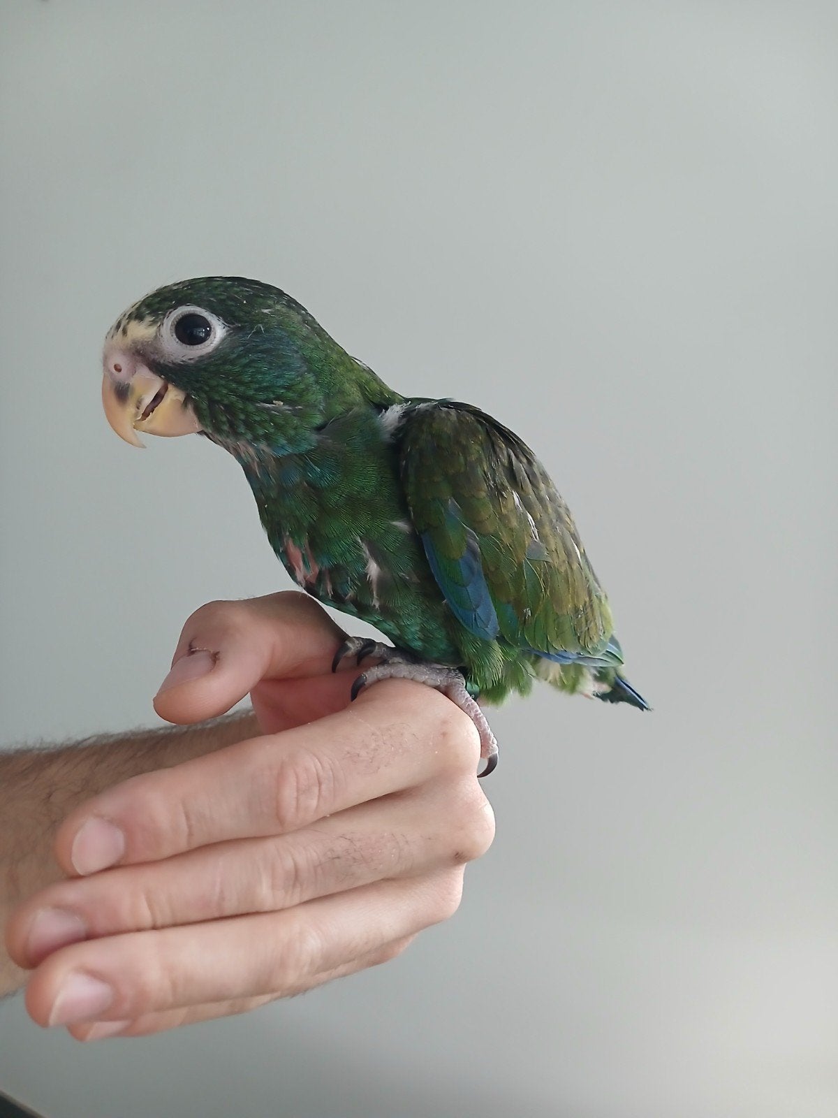 tamme pionis senilis, Dieren en Toebehoren, Papegaai, Tam