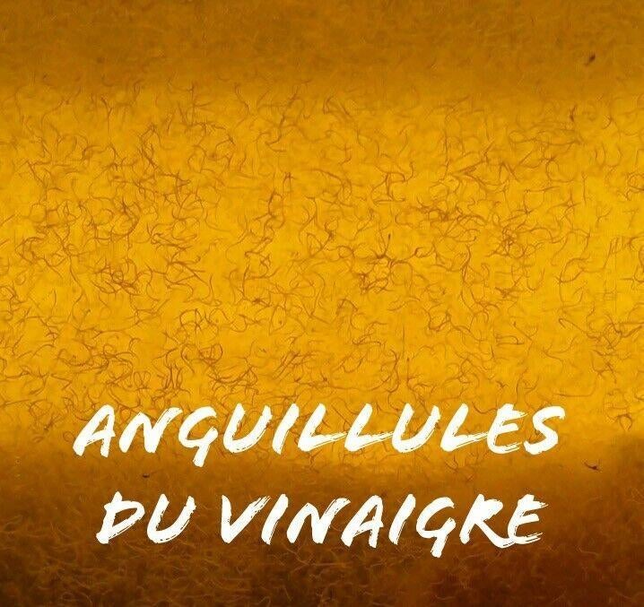 Souches d’anguillules du vinaigre – Nourriture vivante, Enlèvement ou Envoi, Neuf, Autres types