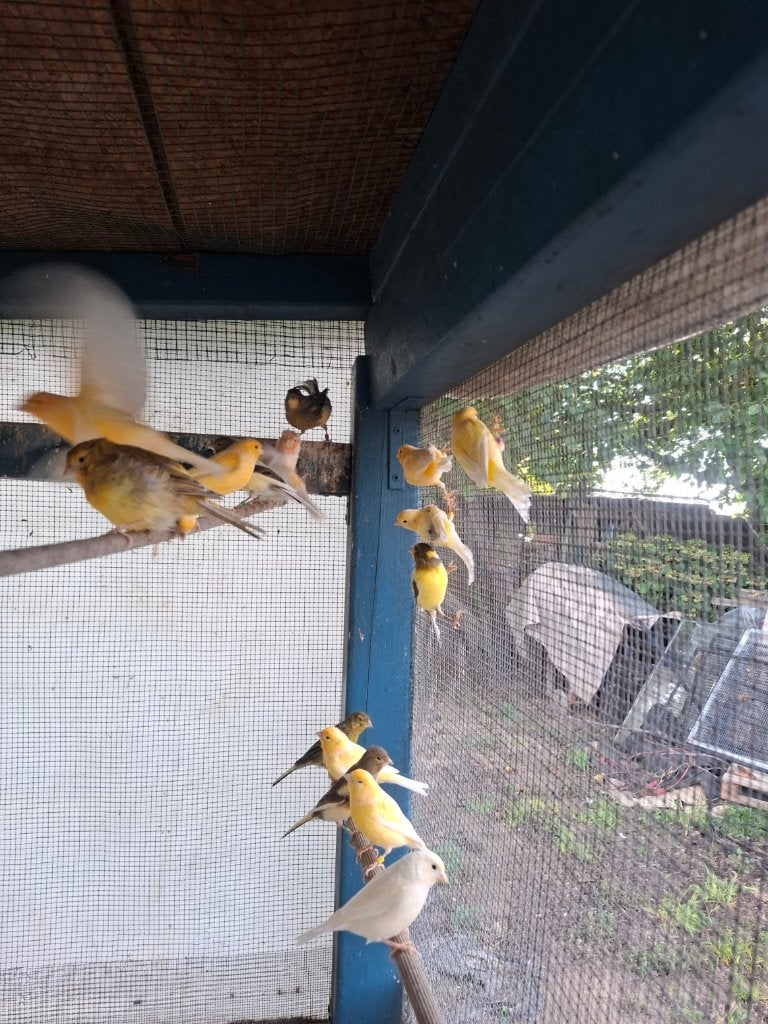 Canaries 2026, Plusieurs animaux, Canari de couleur