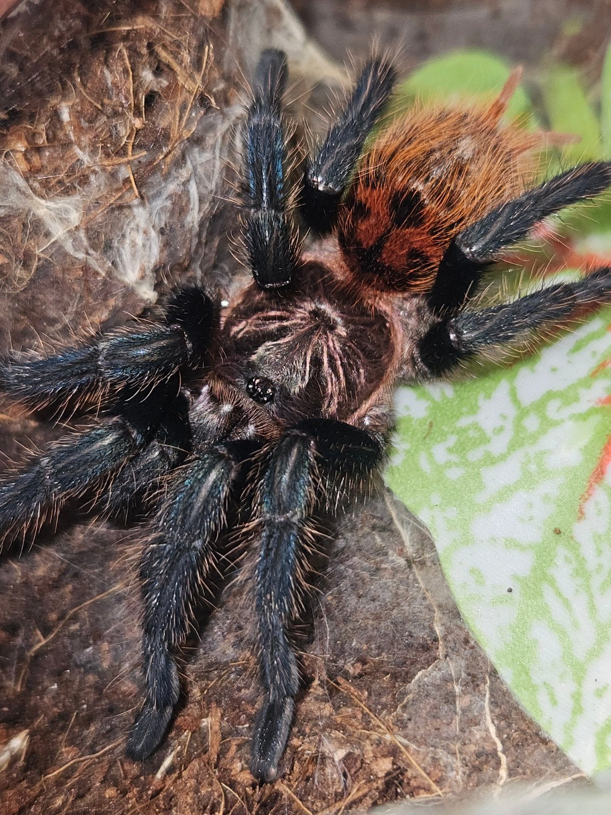 Chromatopelma cyaneopubescens mannetje, Animaux & Accessoires