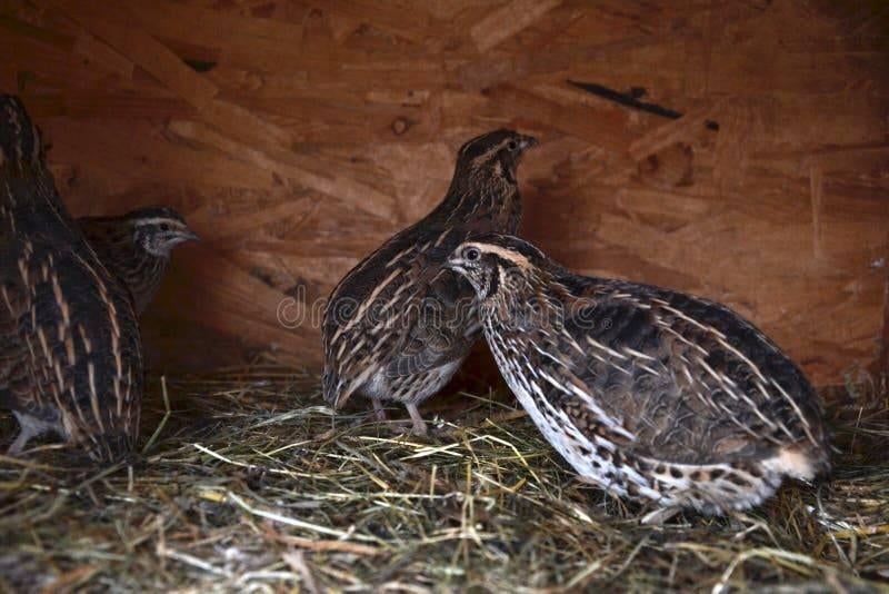 Japanse kwartels, Dieren en Toebehoren, Pluimvee, Meerdere dieren, Overige soorten