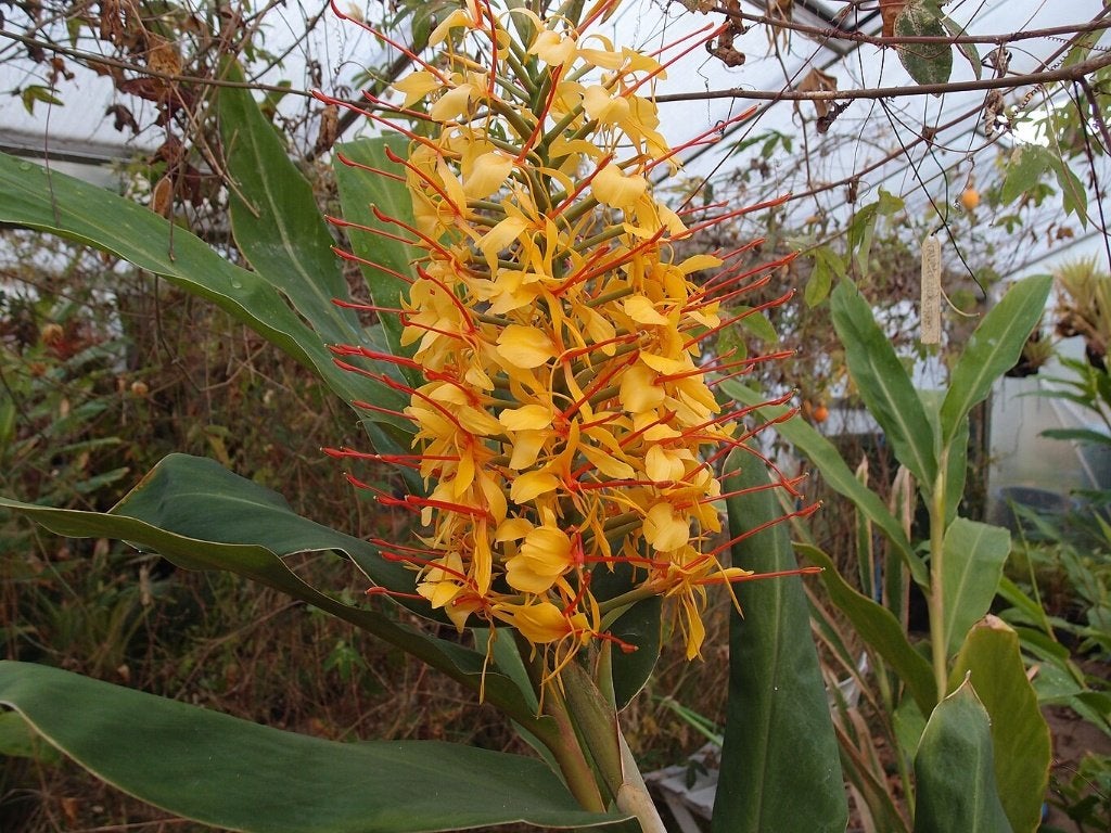Hedychium, Jardin & Terrasse, Enlèvement, Été