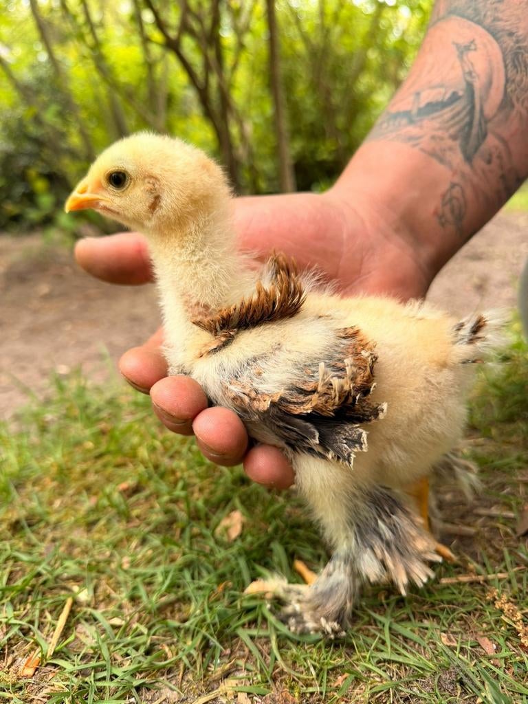 Brahma kuikens, Dieren en Toebehoren, Pluimvee, Geslacht onbekend