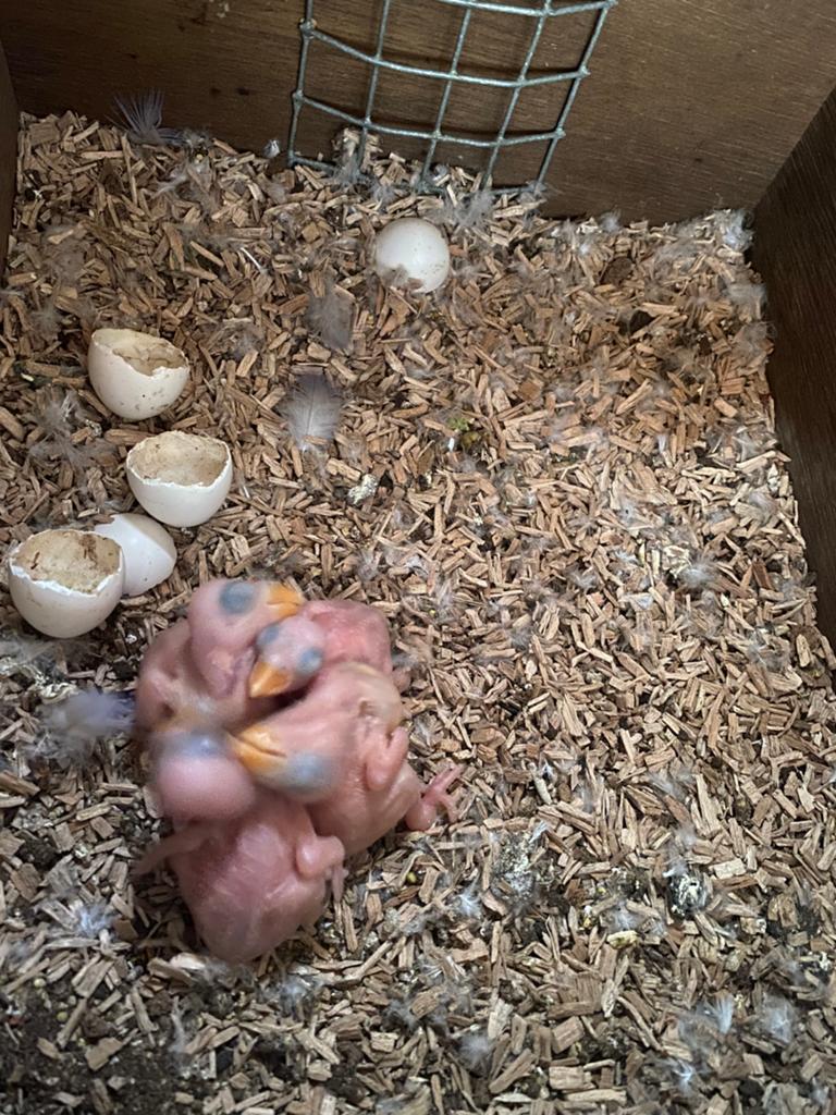 Jonge voor handopvok blauwe en violet., Dieren en Toebehoren, Vogels | Parkieten en Papegaaien, Meerdere dieren, Geringd