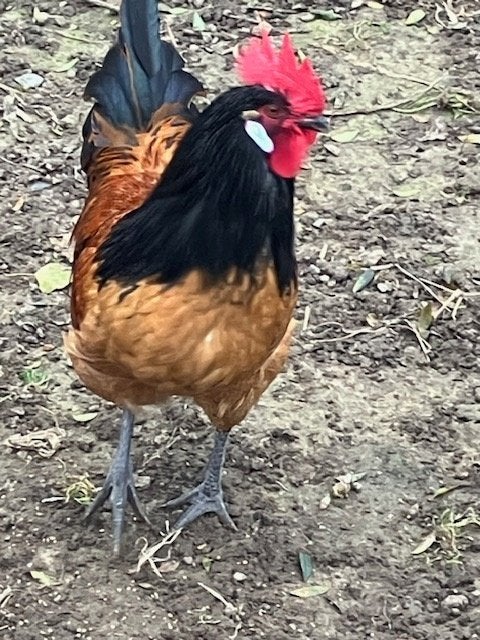 Jonge haantjes Vorwerk, Dieren en Toebehoren, Pluimvee