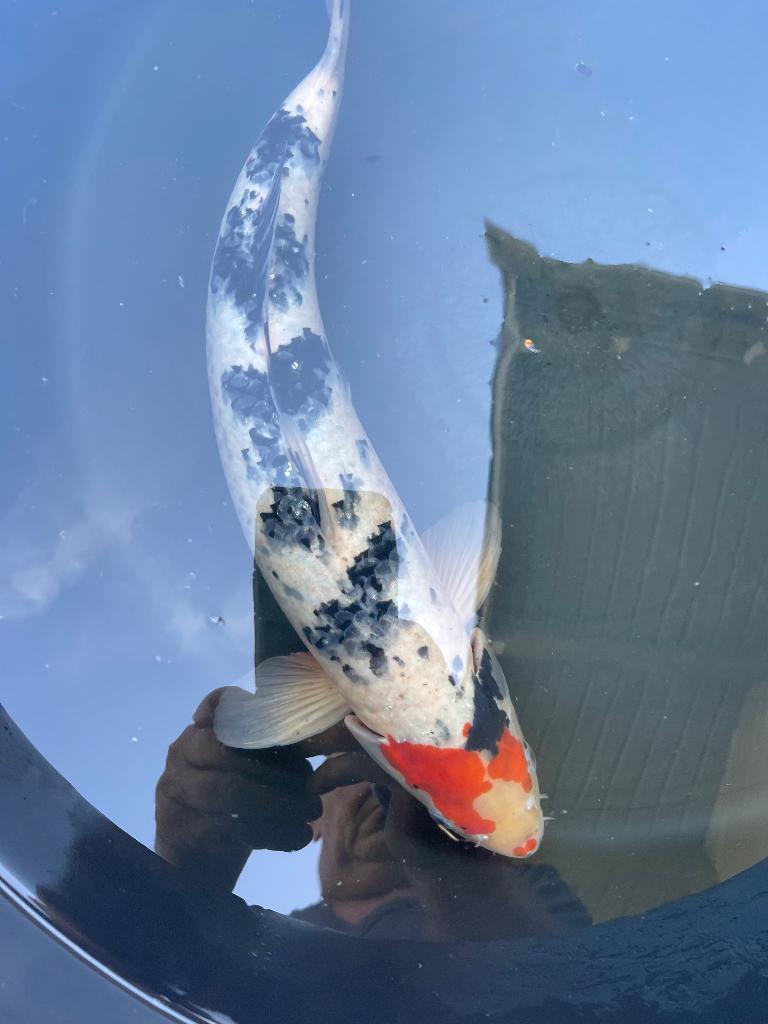 Koi’s