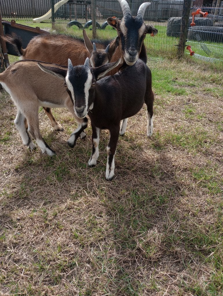 Dwerggeitje mieke, Animaux & Accessoires, Femelle, Chèvre, 0 à 2 ans