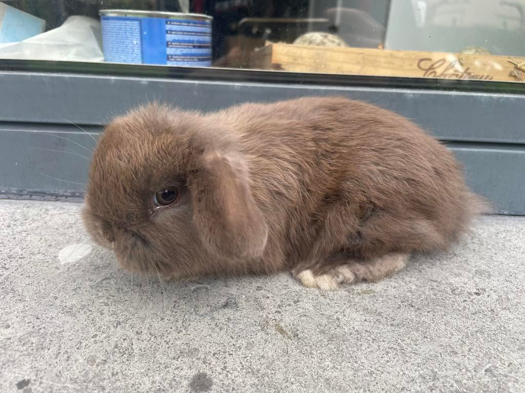 Minilop konijntje, Dieren en Toebehoren