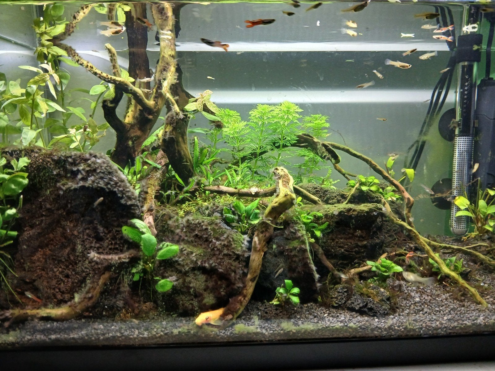 Endler Guppy's, Dieren en Toebehoren