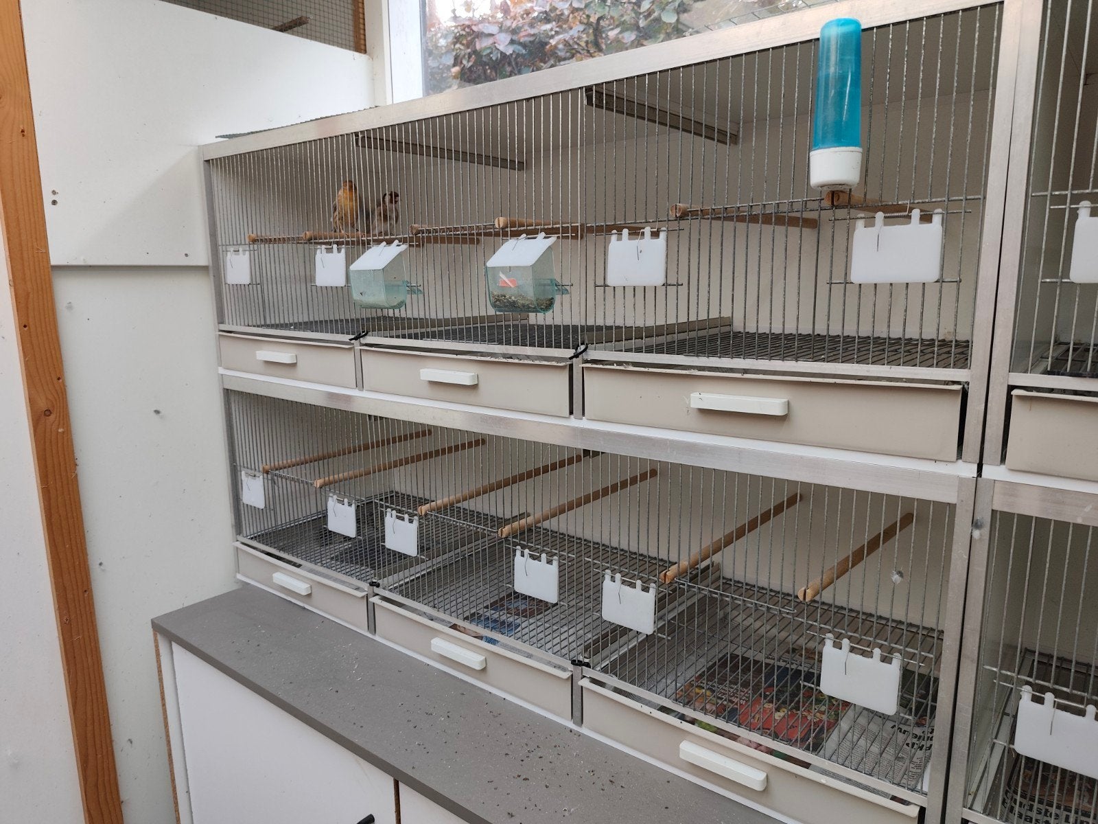 gehu vogelkooien, Ophalen, Gebruikt, Hout, Broedkooi of Kweekkooi