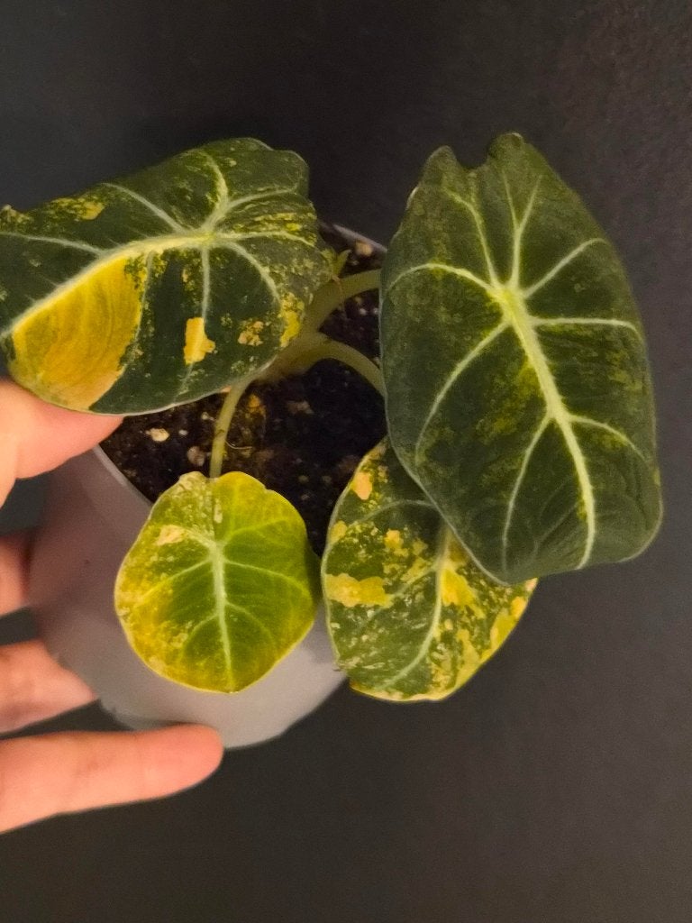 Alocasia Black Velvet Gold, Huis en Inrichting, Ophalen of Verzenden