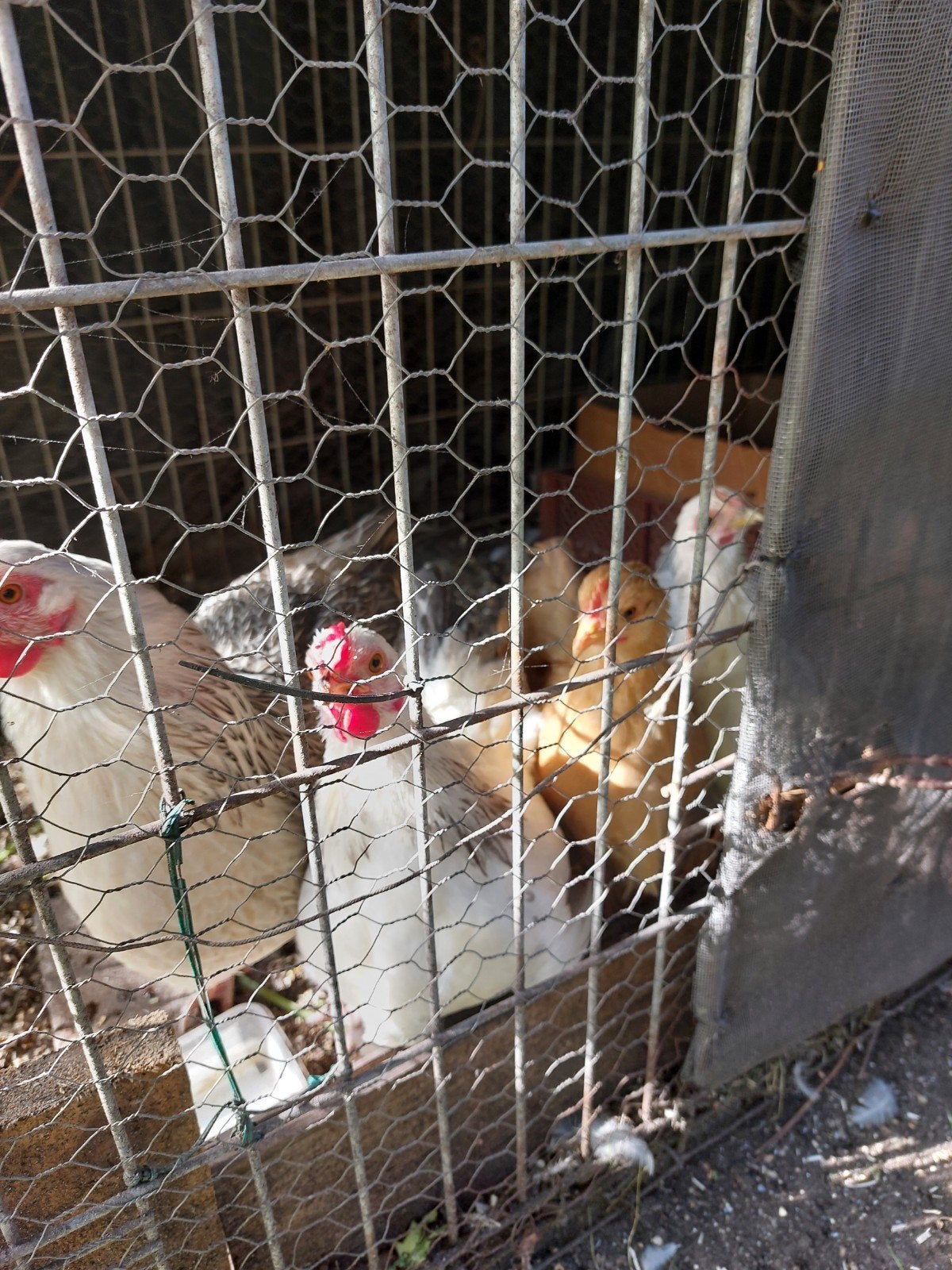 trio kuikens, Dieren en Toebehoren