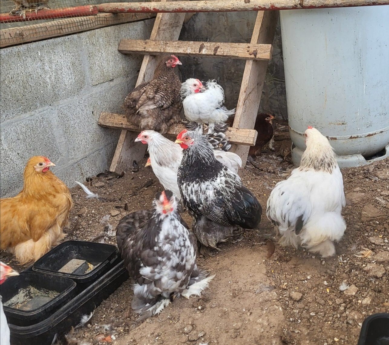 40 tal hanen gratis op te halen, Dieren en Toebehoren, Pluimvee, Vrouwelijk, Kip