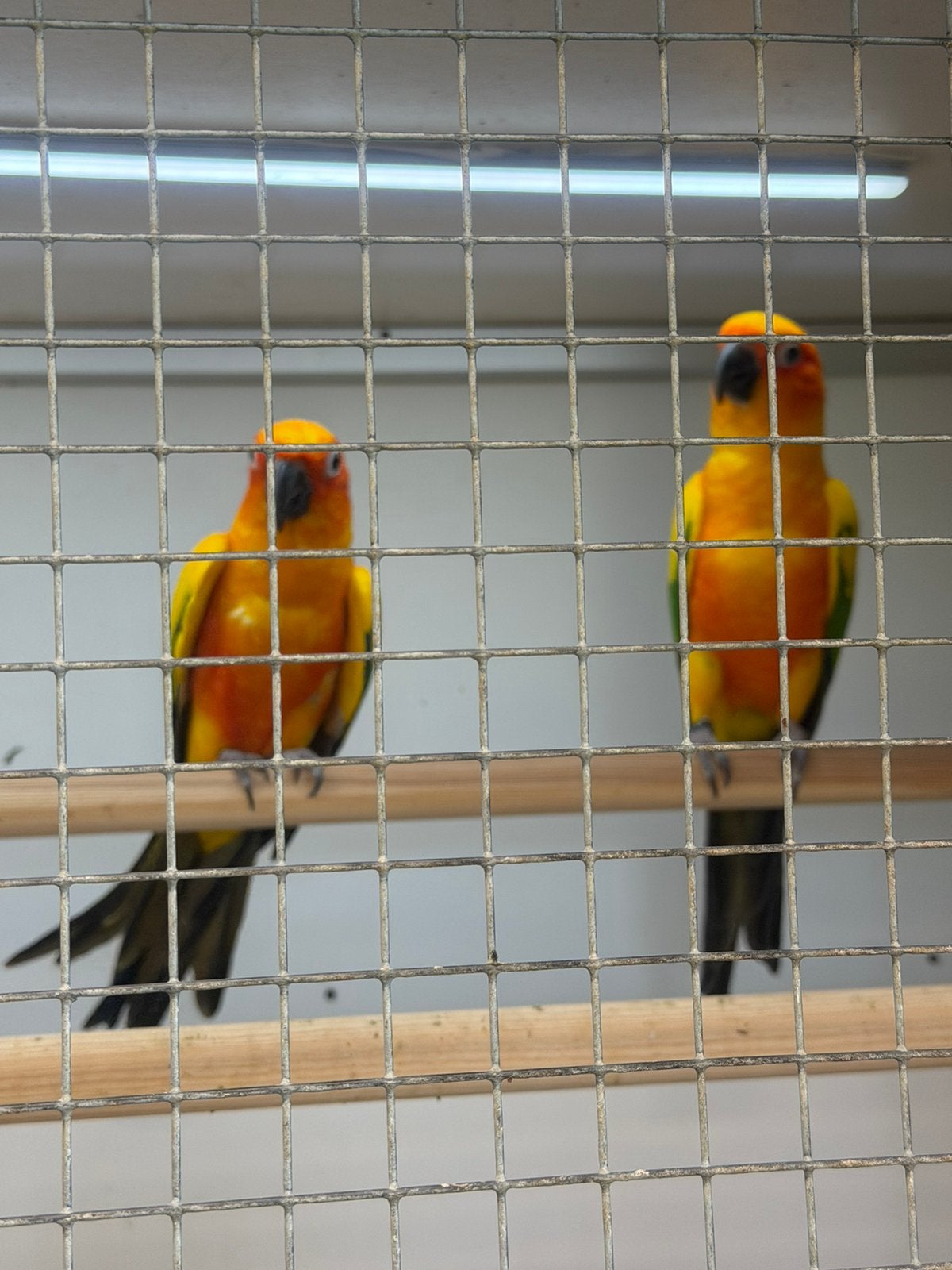 Paire de perruches solaires, Plusieurs animaux, Perruche, Bagué