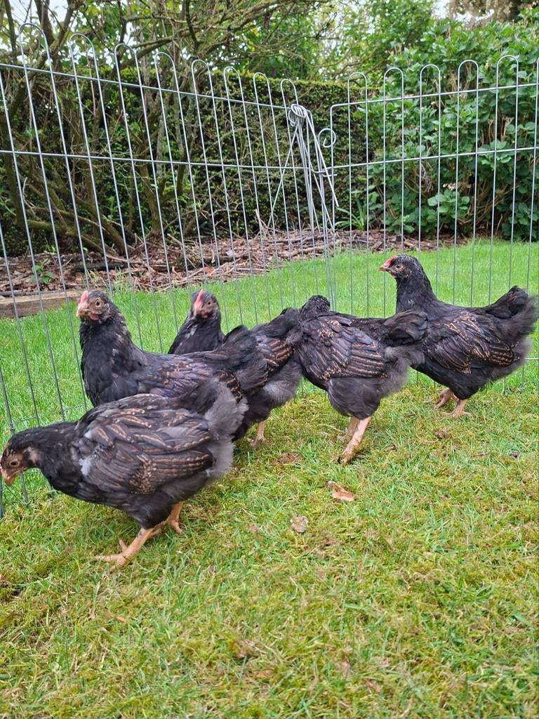 Jonge barnevelder haantjes., Dieren en Toebehoren, Pluimvee, Kip, Mannelijk