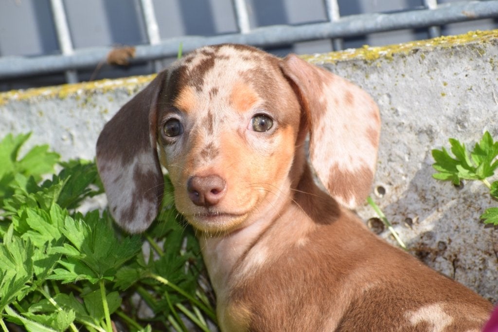 Teckel pups dashond, Dieren en Toebehoren, Honden | Teckels en Dashonden, België, 8 tot 15 weken, Korthaar, Dwerg