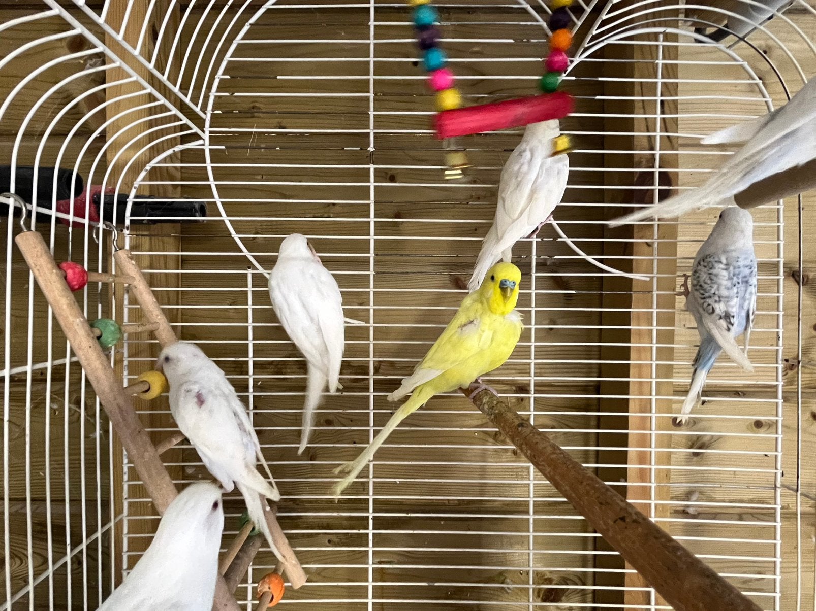 Witte grasparkieten, Dieren en Toebehoren, Vogels | Parkieten en Papegaaien