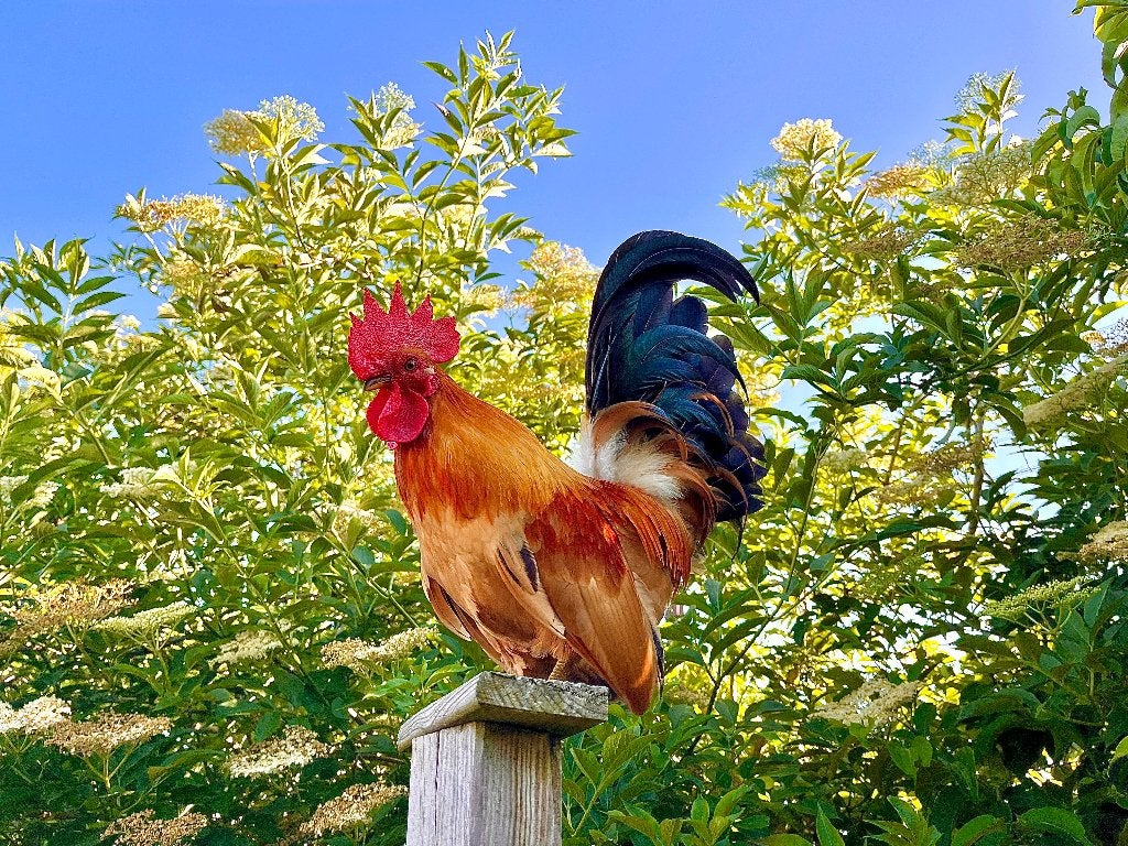 Sierhaantje Chabo, Dieren en Toebehoren, Pluimvee, Mannelijk, Kip