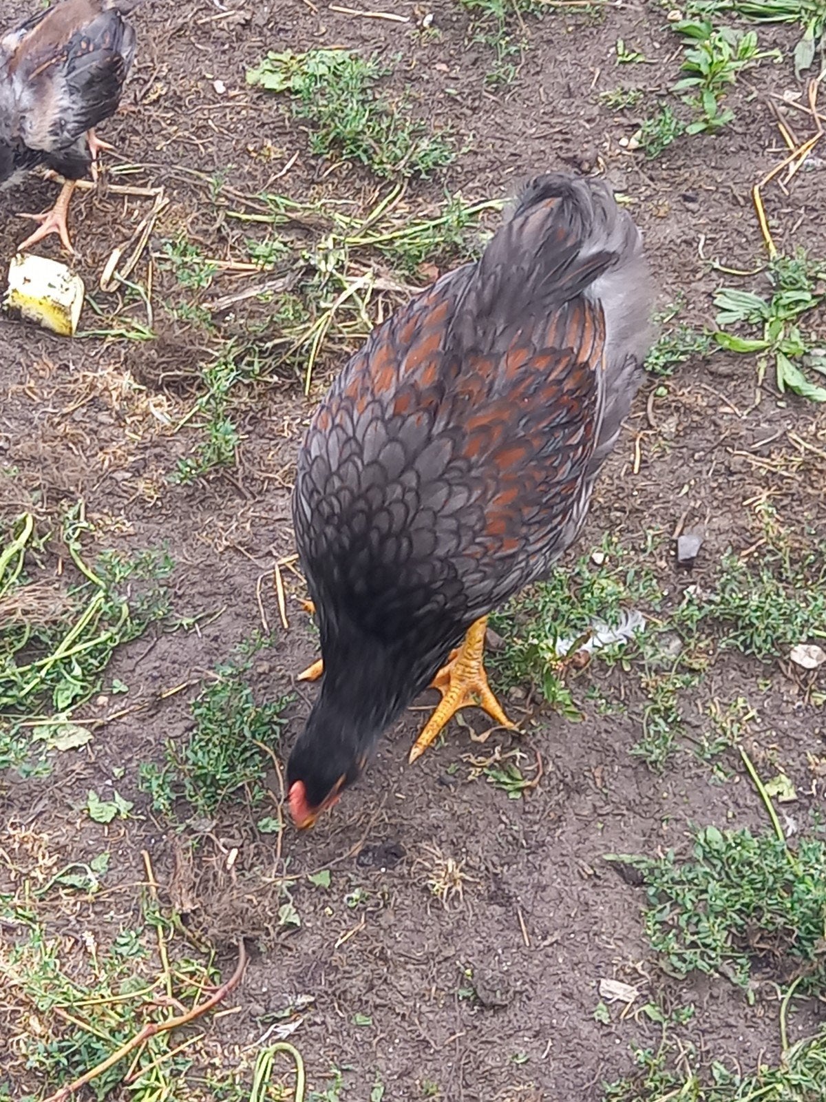 barnevelder dubbel gezoomd haan, Dieren en Toebehoren, Pluimvee