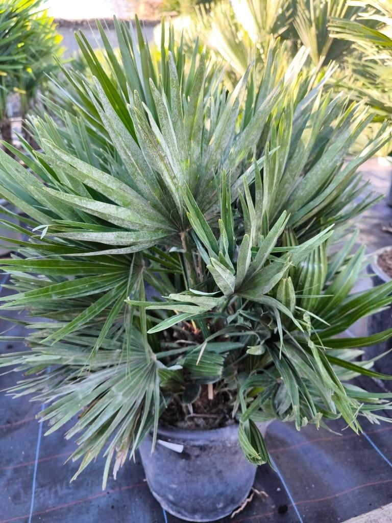 Chamaerops humilis vulcano / compacta, Tuin en Terras, Lente, Minder dan 100 cm, Palmboom, Ophalen
