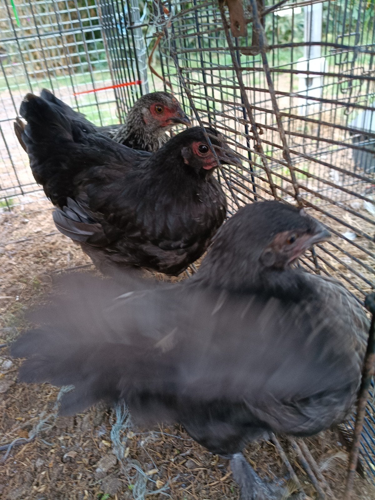 kippen  Marans, Dieren en Toebehoren, Pluimvee, Vrouwelijk