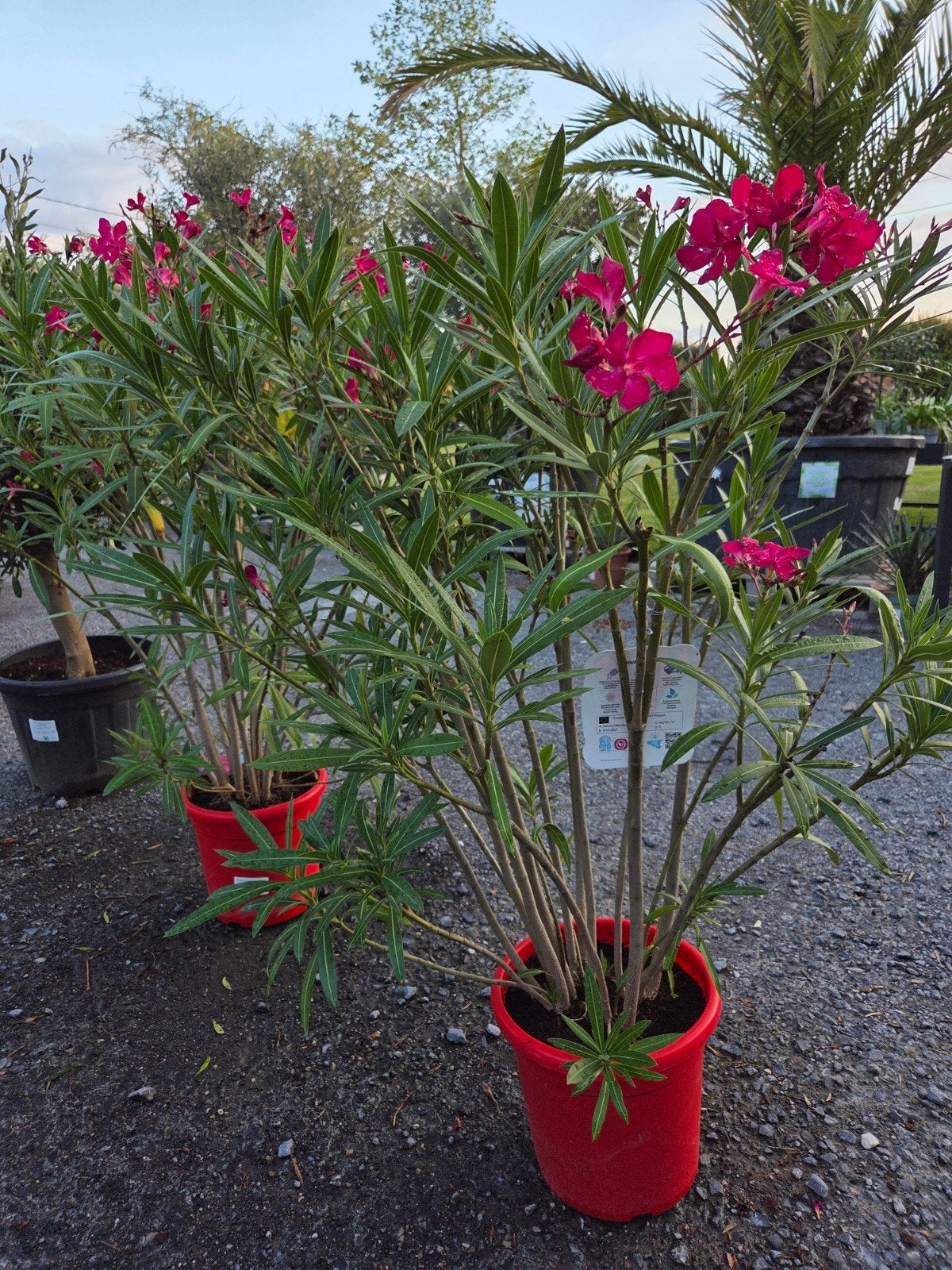 Nerium Oleander, Ophalen