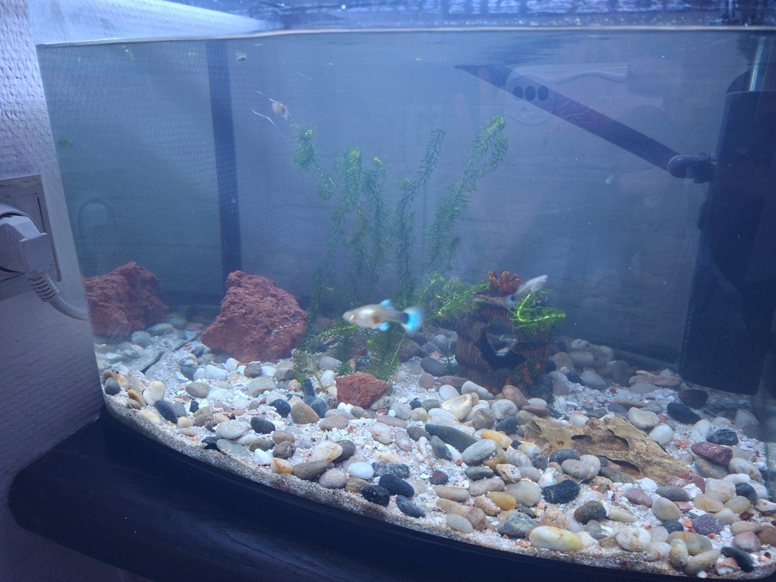 guppy's vrouwtjes 1 volwassen 4 in totaal 1 platty man