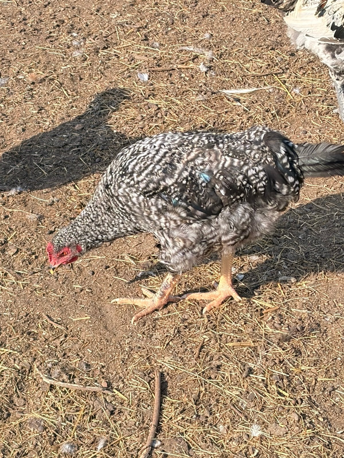 Jonge haan, Dieren en Toebehoren, Kip