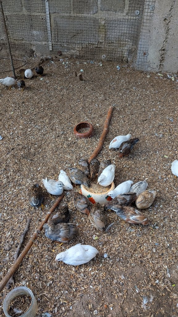 Chinese kwartels 2026, Meerdere dieren, Tropenvogel, Tam