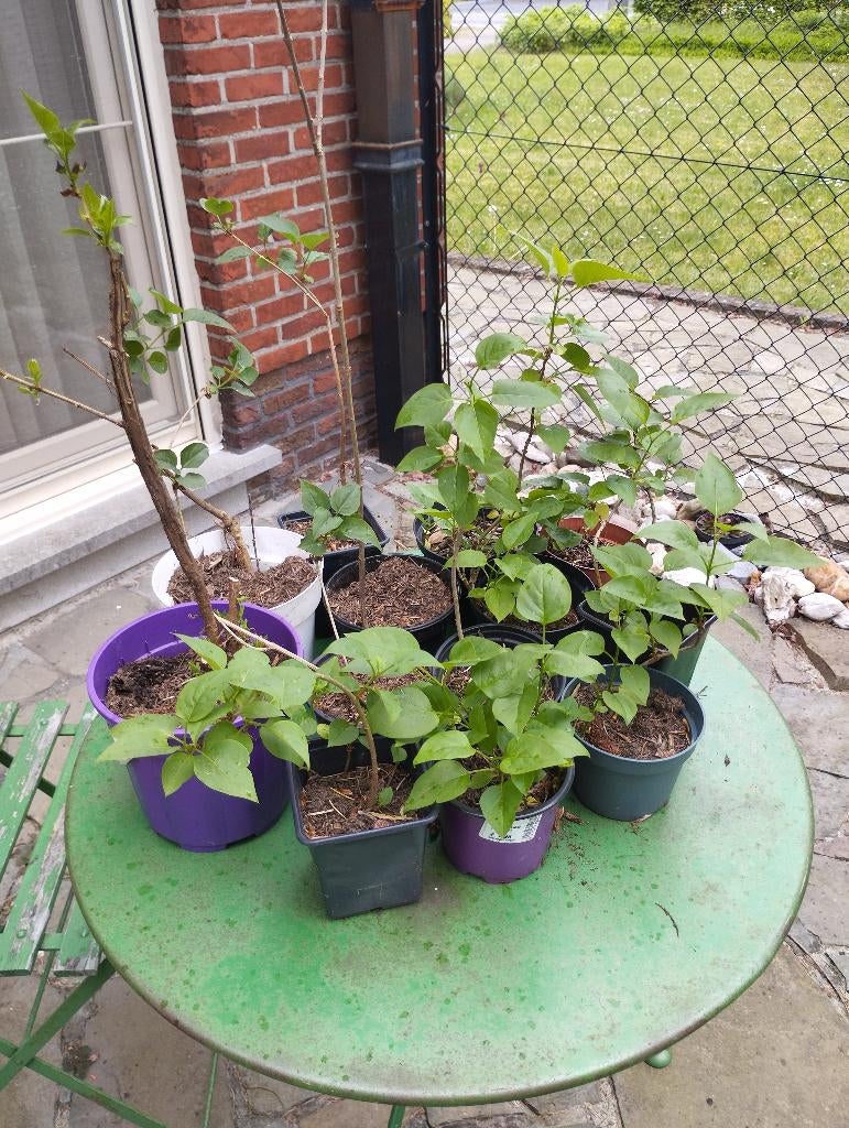 witte seringen in pot, Volle zon, Vaste plant, Lente, Ophalen