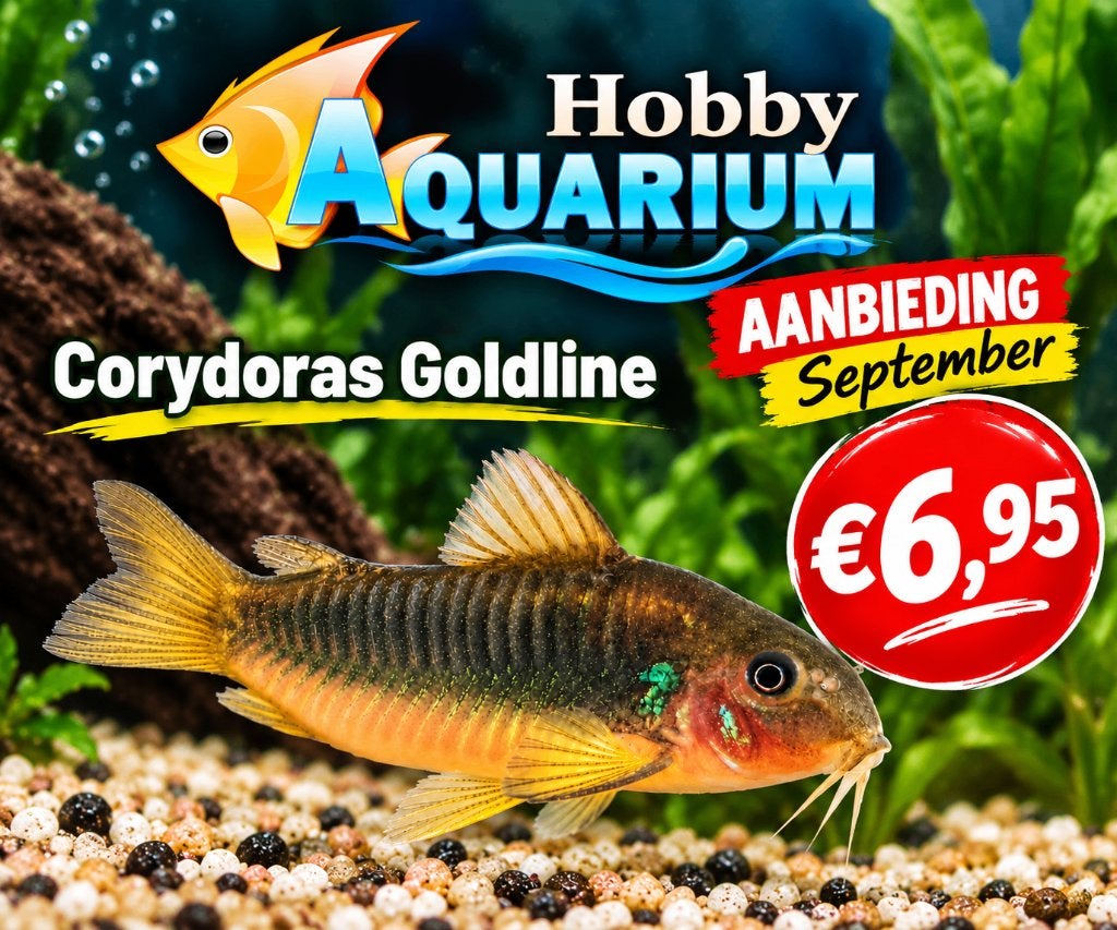 Hobbyaquarium Corydoras Goldline, Vis, Zoetwatervis, Schoolvis