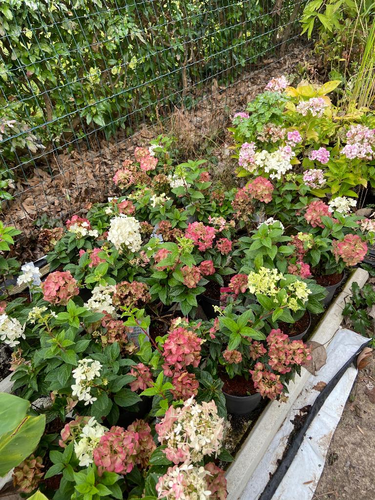 Hydrangea Paniculata Petite star, Tuin en Terras, Vaste plant, Halfschaduw, Zomer, Ophalen