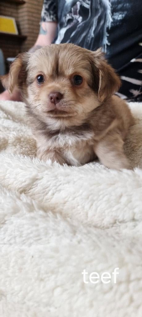 Chihuahua, Dieren en Toebehoren, Parvo, België, Fokker | Hobbymatig, 8 tot 15 weken