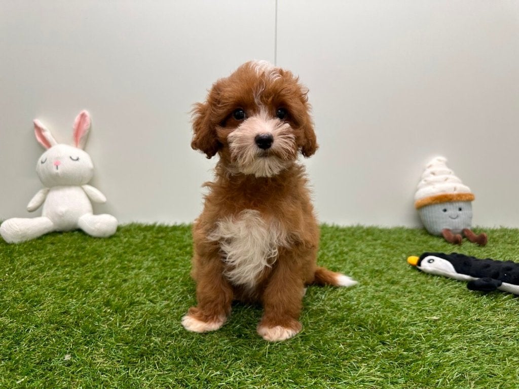 Cavapoo pups (F1), België, 8 tot 15 weken, Parvo, Meerdere