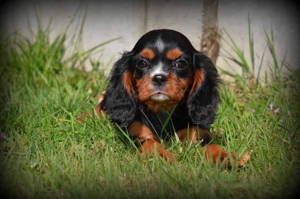 Chiots Cavalier King Charles Spaniel, Animaux & Accessoires, Chiens | Retrievers, Épagneuls & Chiens d'eau, Plusieurs, Hépatite contagieuse (maladie de Rubarth)