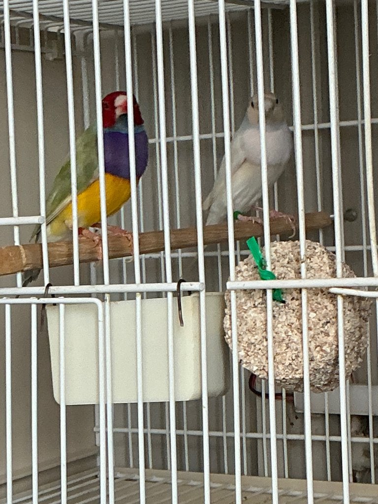 Overige  vogels, Dieren en Toebehoren, Ophalen
